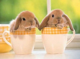 les lapins